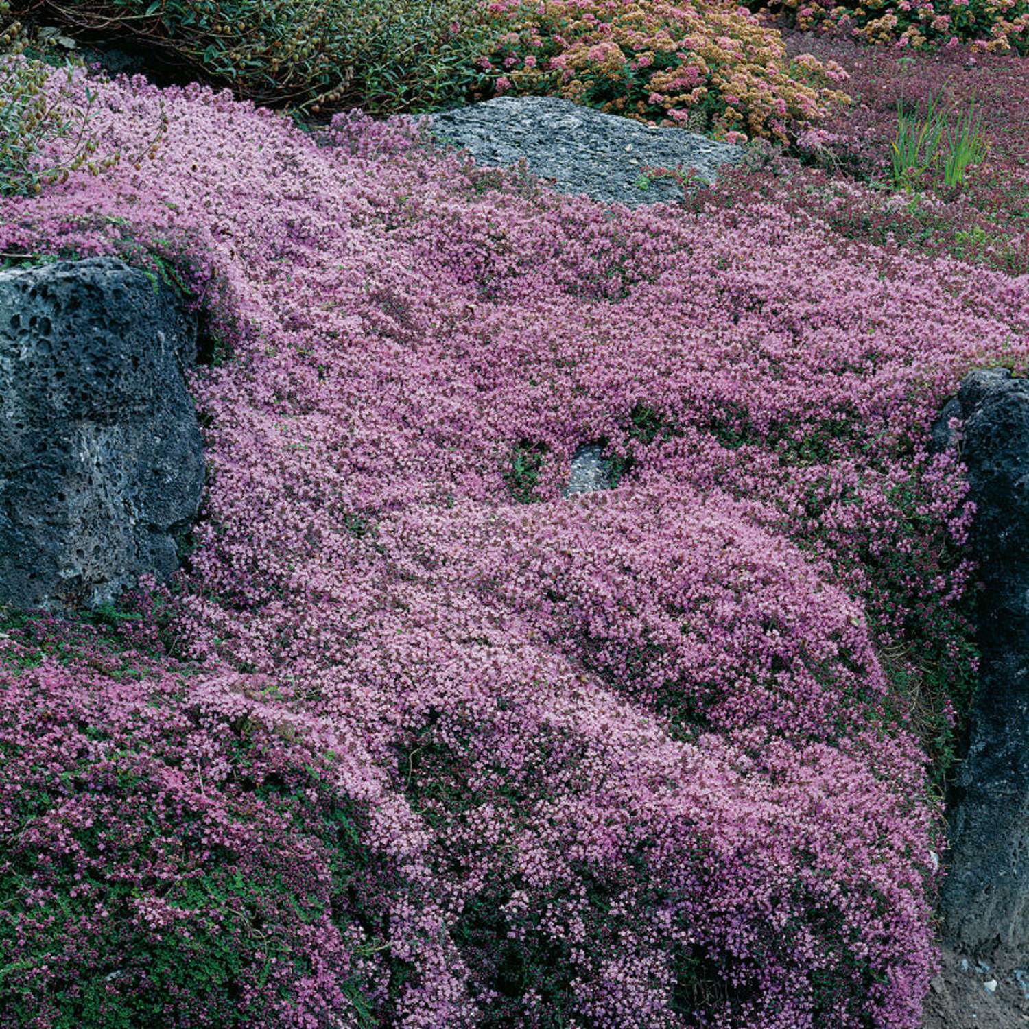 Krybende timian 'Coccineus' (Thymus praecox)
